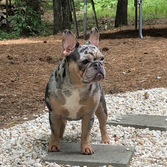 Meet your Posher, Lauren - Picture 3 of 10